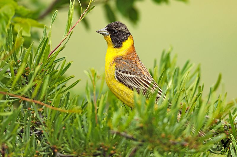 черноголовая овсянка. Черноголовая. фото превью