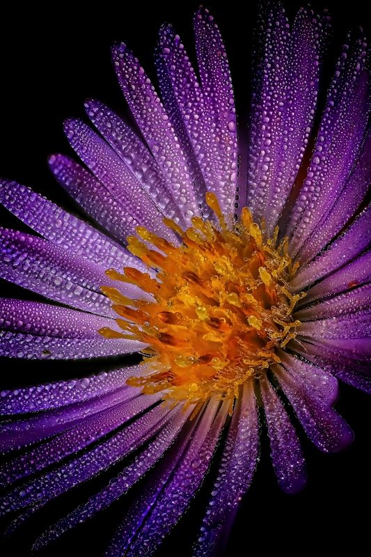 Ночная роса фото превью