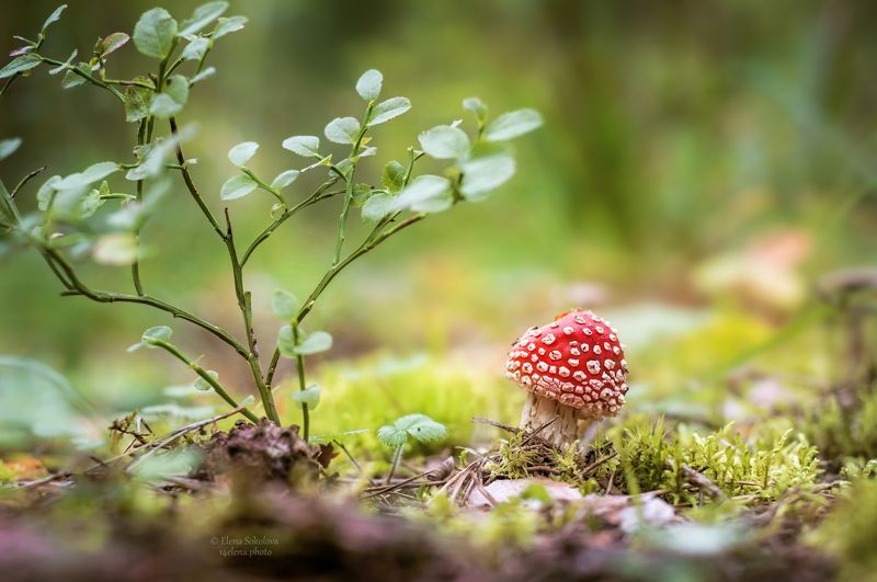 мухомор, грибы, макро Мухоморы фото превью