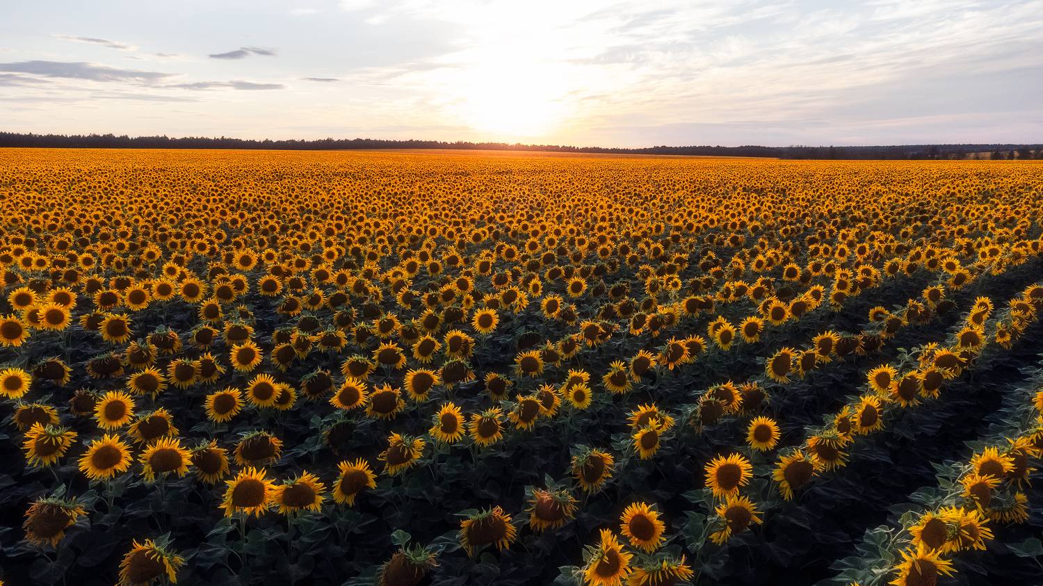 подсолнухи, природа, пейзаж, поле, сельское хозяйство, Мартыненко Дмитрий