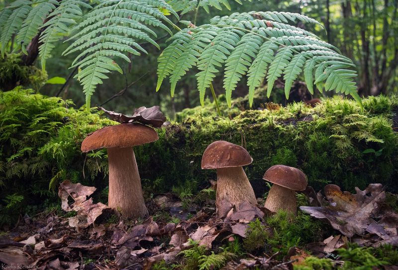 *** фото превью