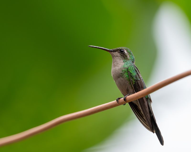 hummingbird, cuban, bird  cuban emerald фото превью