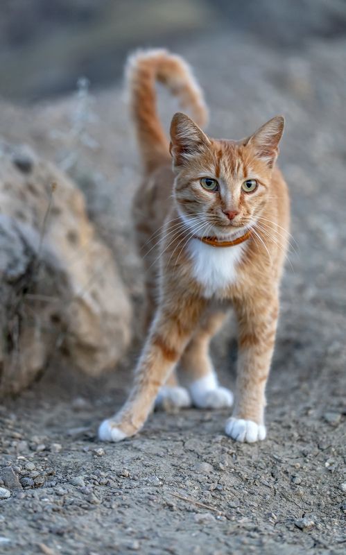 кот, рыжий Рыжик... фото превью