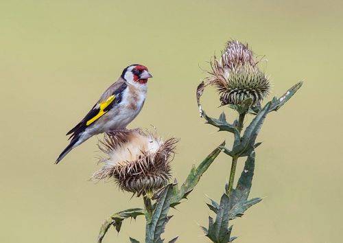 Черноголовый щегол