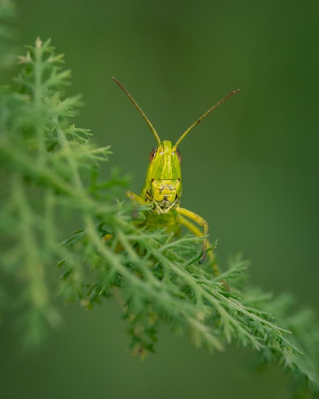 Фотосессия для кузнечика фото превью