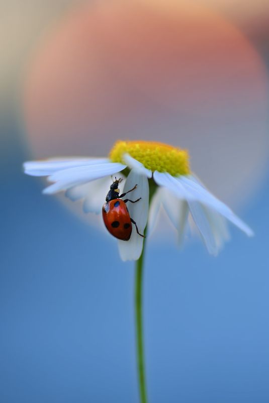 Навстречу солнцу фото превью