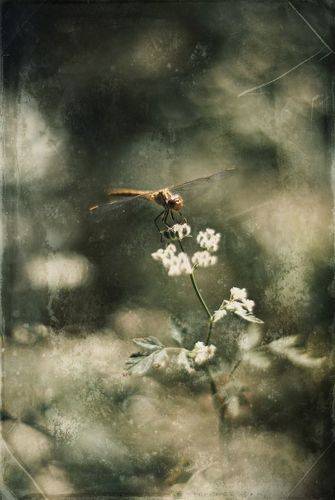 Хроники стрекозьего лета.