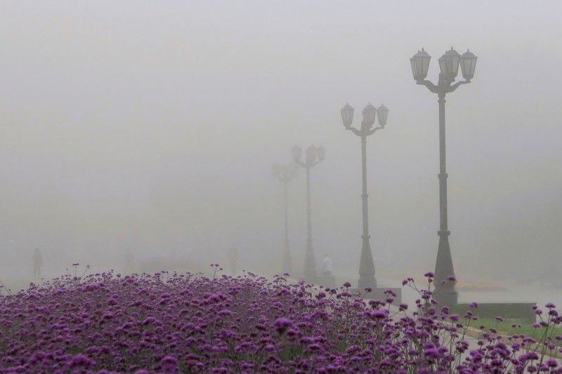 Фиолетовый цветник фото превью