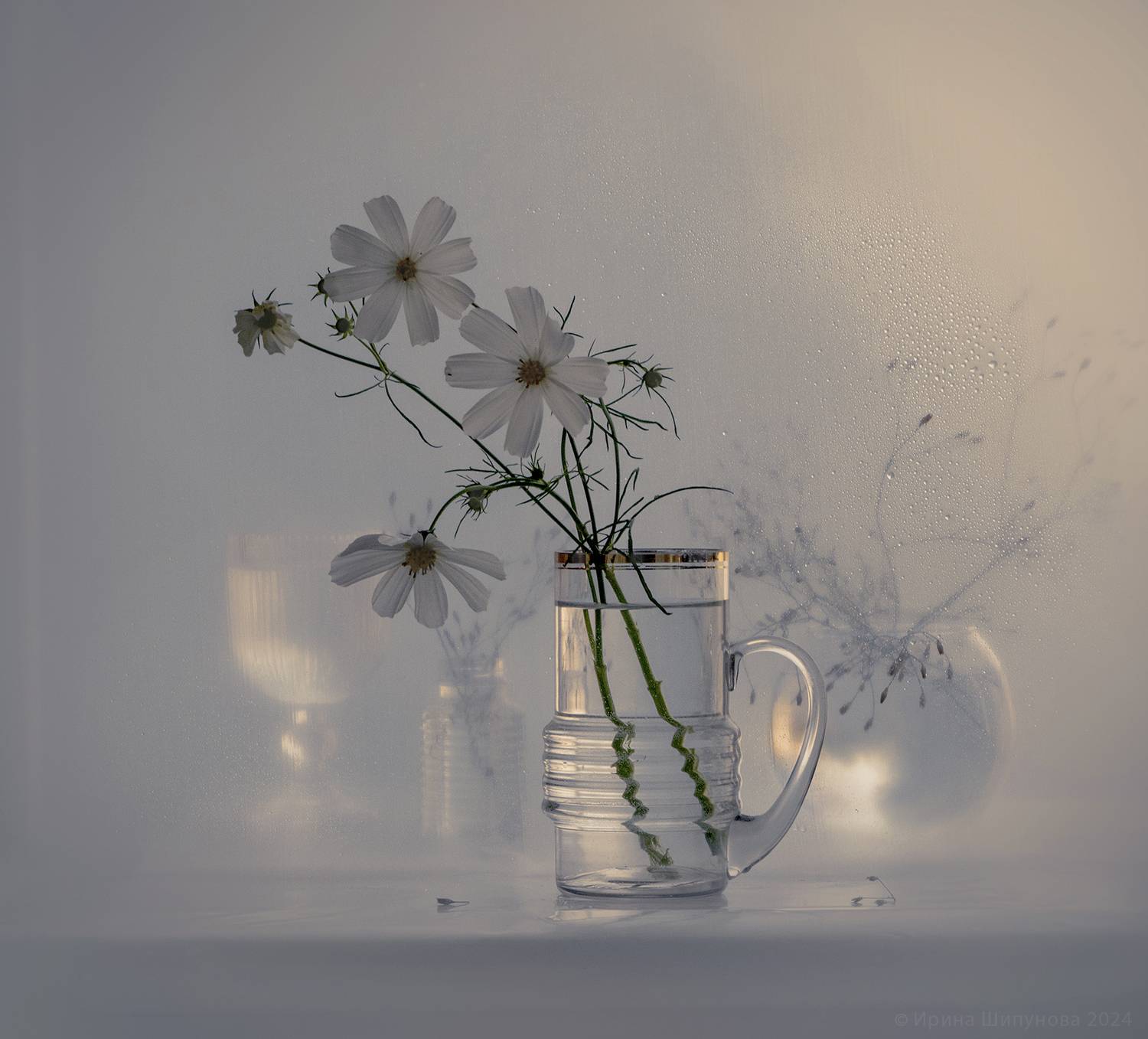 , Шипунова Ирина