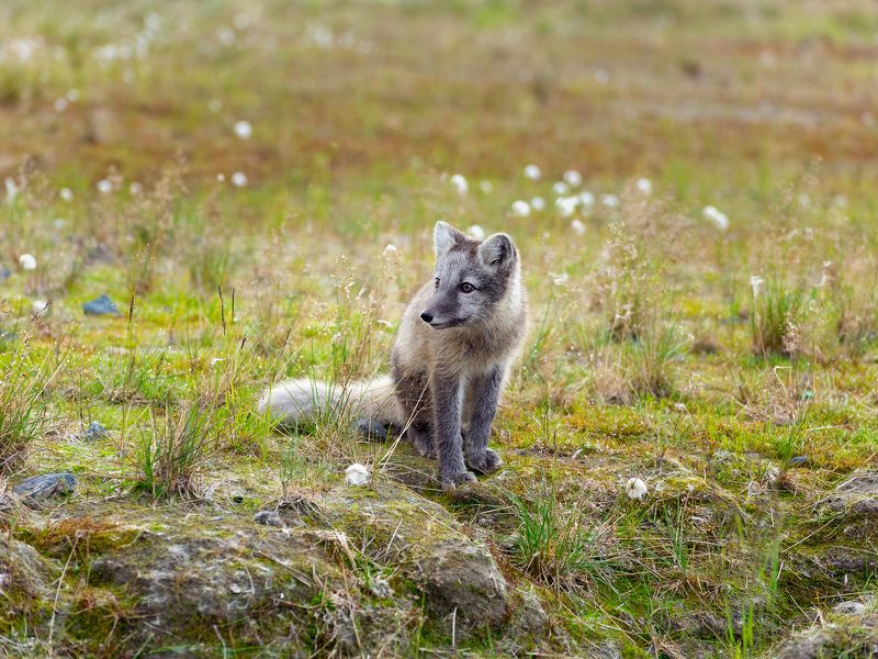 ямал, песец, лето, пушица, зверёк Песец какой-то! фото превью