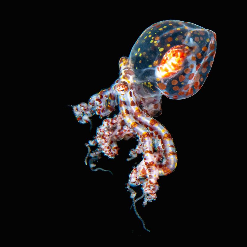 Blackwater dive  фото превью