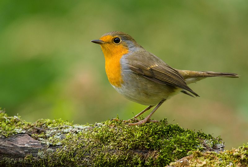 зарянка,малиновка,птица Зарянка фото превью