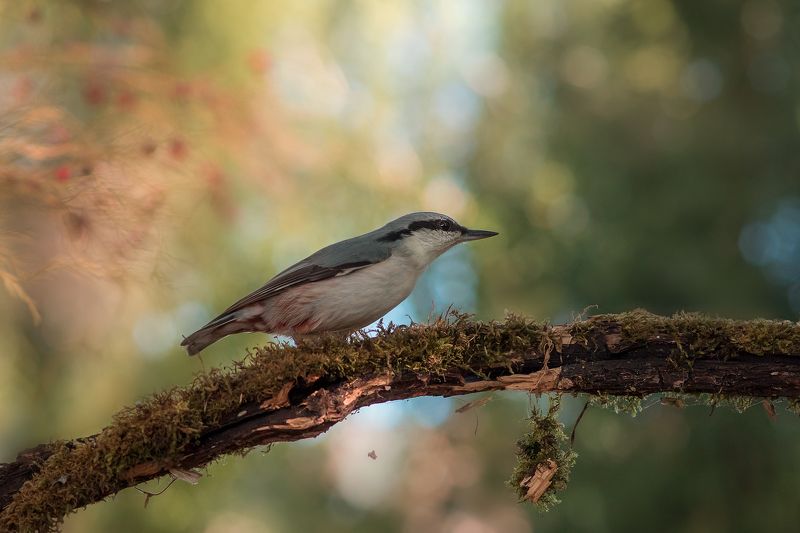 птицы, поползень, birds, wildlife, nuthatch Поползень фото превью