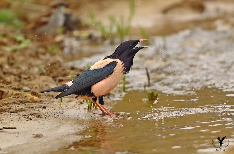 розовый скворец. Жажда. фото превью