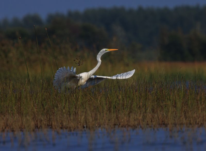 цапля, озеро, болото, птица, взлет белый танец фото превью