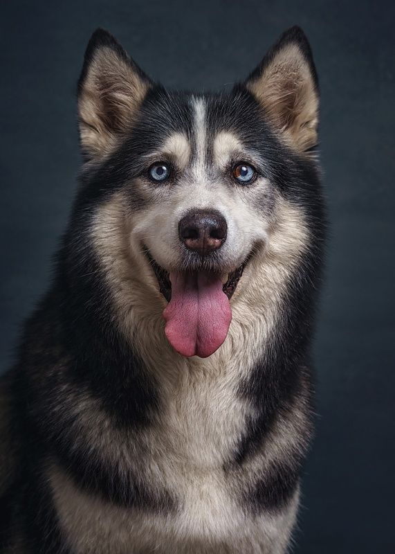 Арчи фото превью