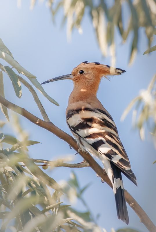 Удод Upupa epops фото превью