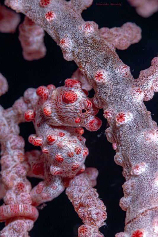 Пигмей фото превью