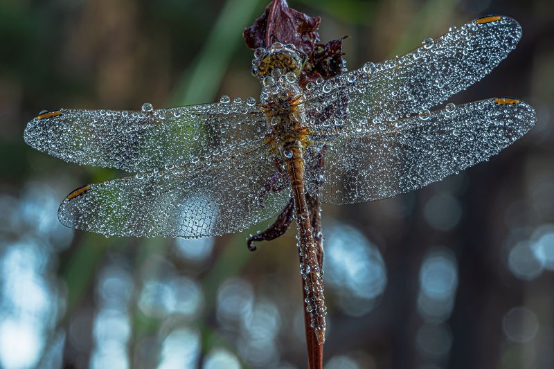 В утренних кружева.  фото превью