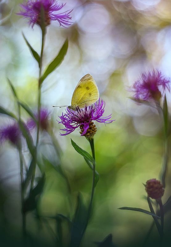 * фото превью