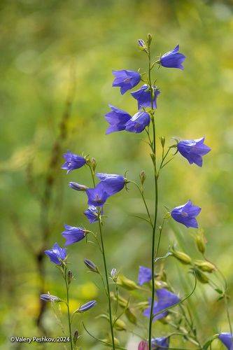 Pro Колокольчики и не только…