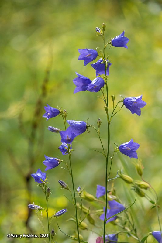 июнь, колокольчики, водосборы, аквилегия, ландыши, лес, мещёра, рязанская область Pro Колокольчики и не только… фото превью
