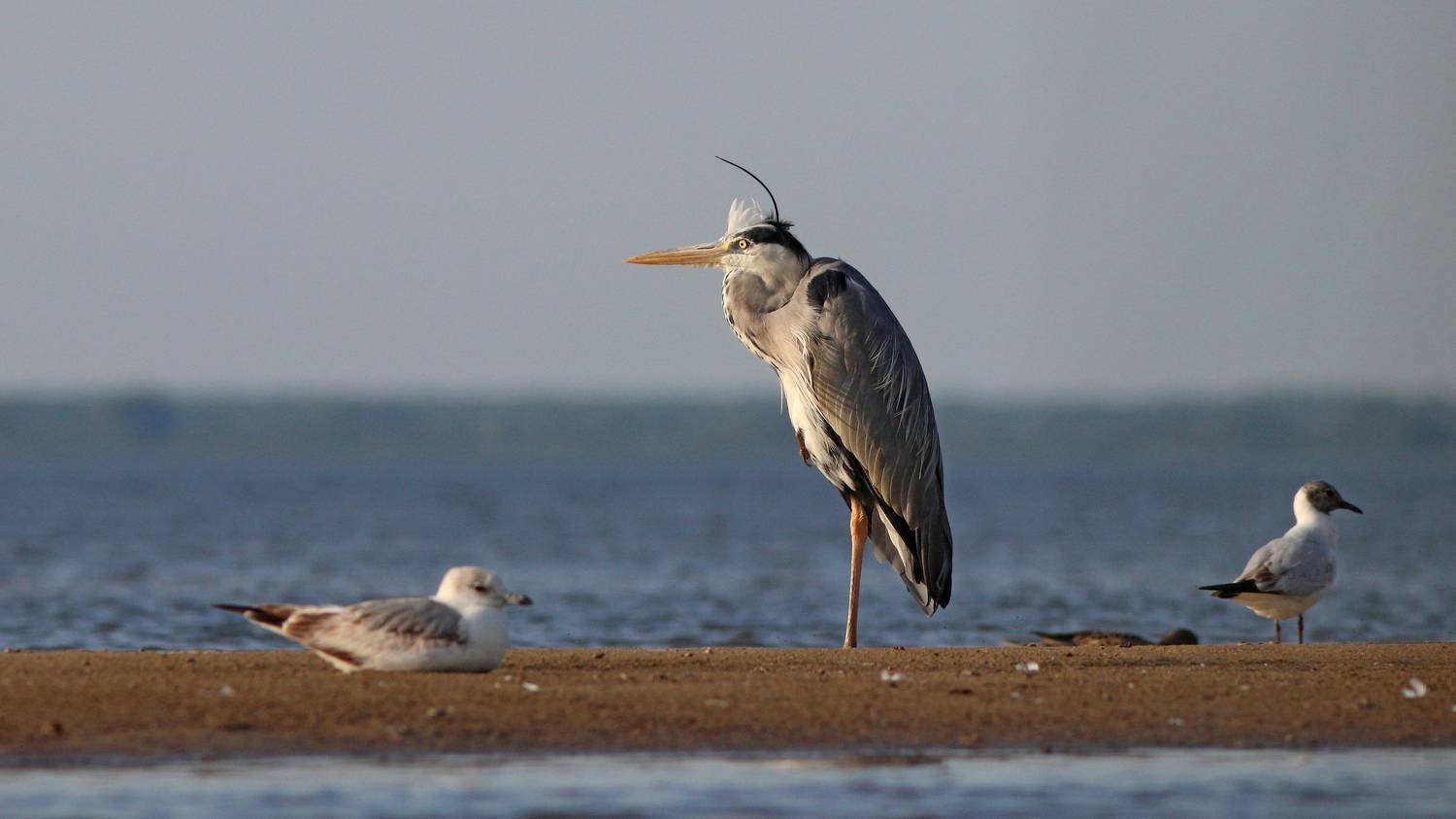 серая цапля, цапля, ardea cinerea, grey heron, heron, куршский залив, Бондаренко Георгий