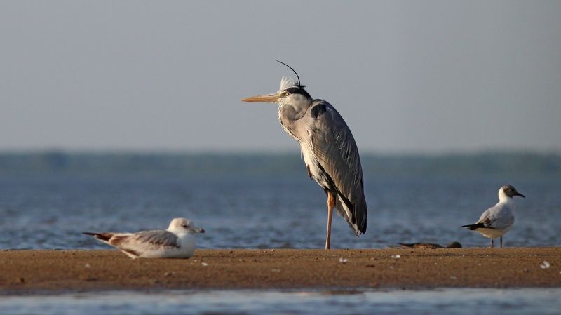 серая цапля, цапля, ardea cinerea, grey heron, heron, куршский залив Старик и море фото превью