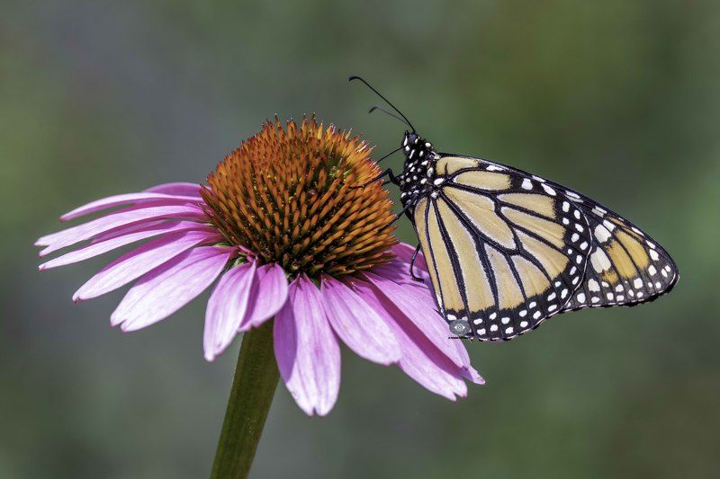 Butterfly фото превью