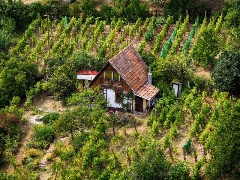 House among the vineyards фото превью
