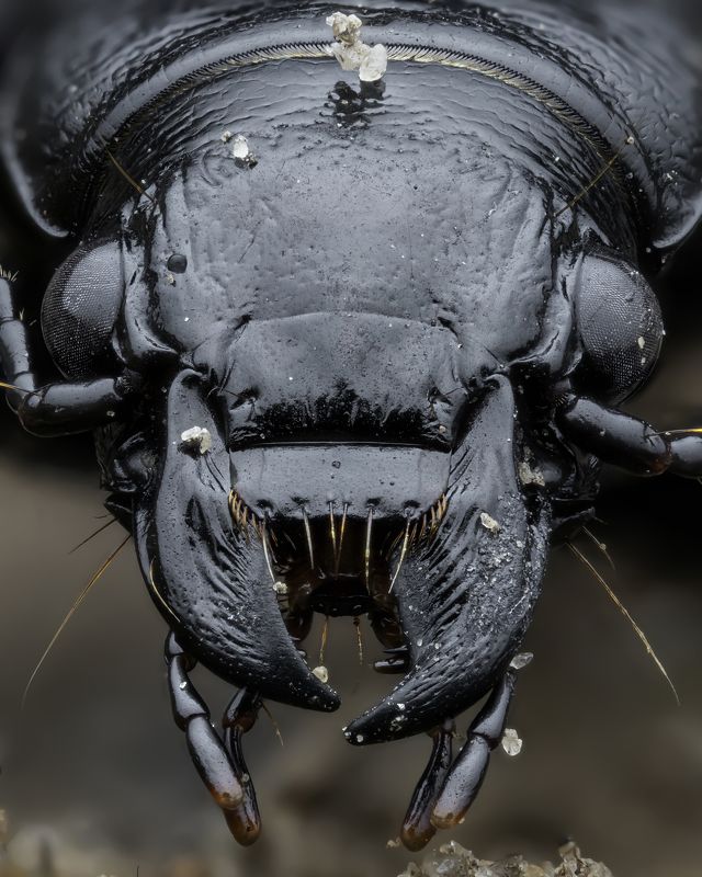 Broscus cephalotes фото превью