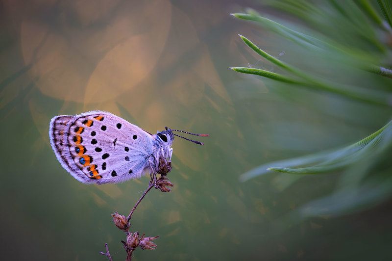 *** фото превью