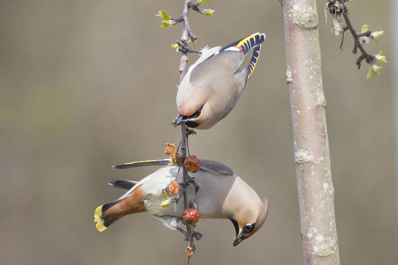 яблочки фото превью