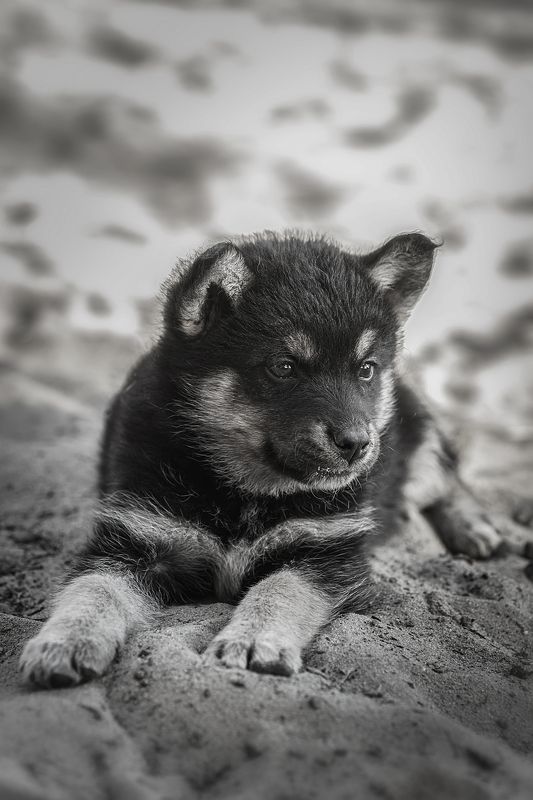 Щенок фото превью