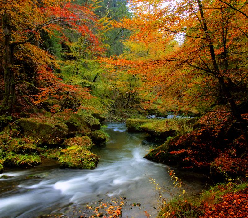 Лесной ручей. фото превью