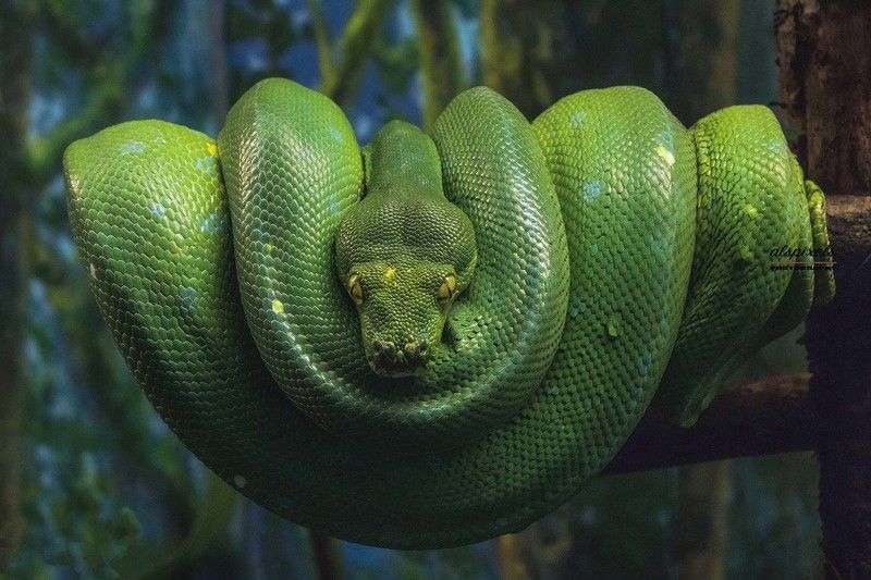 Green tree python фото превью