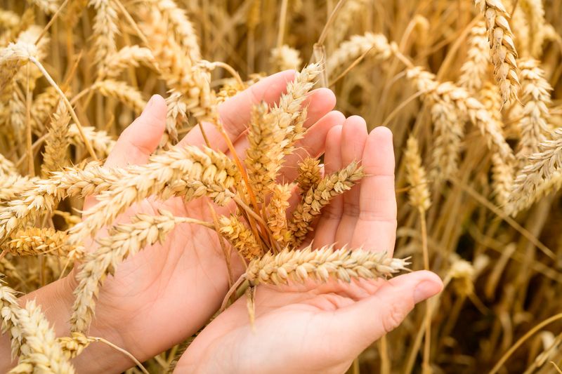 * фото превью