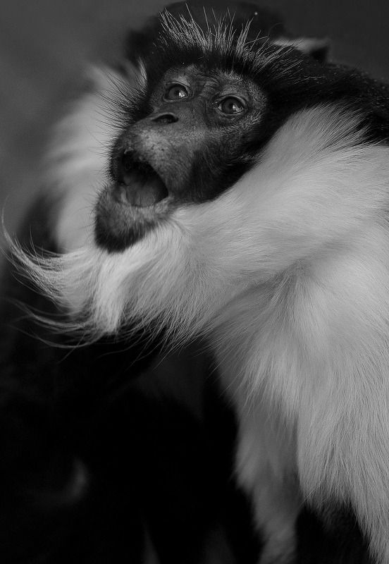 Diana monkey фото превью