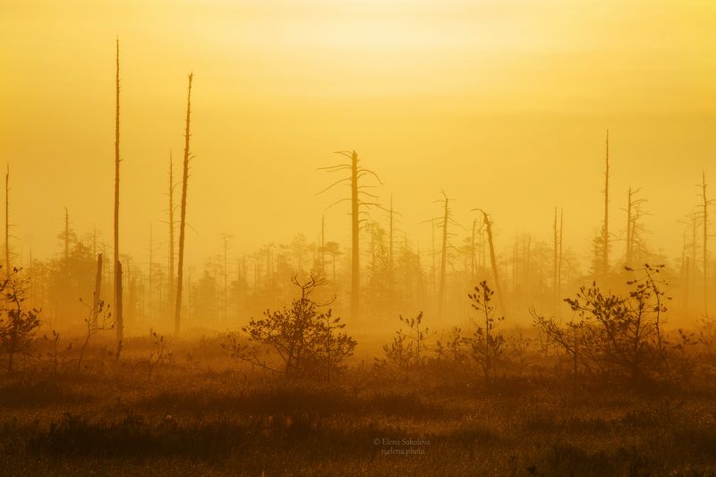 рассвет, утро, пейзаж, лето Золотой рассвет на болоте фото превью