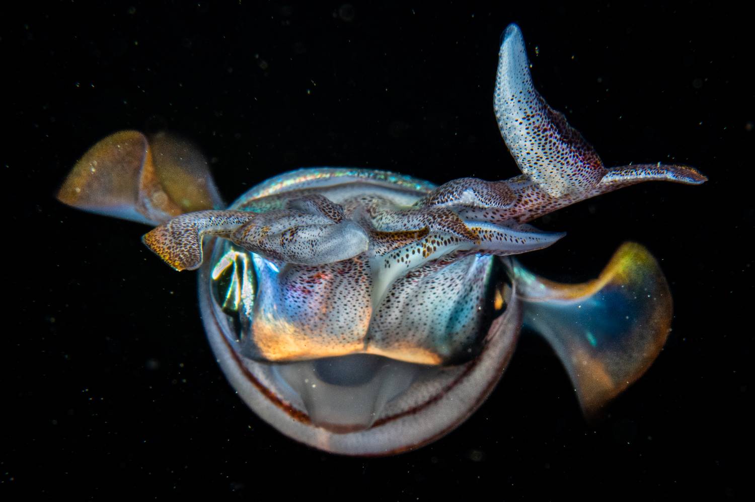 , Magali M&aacute;rquez