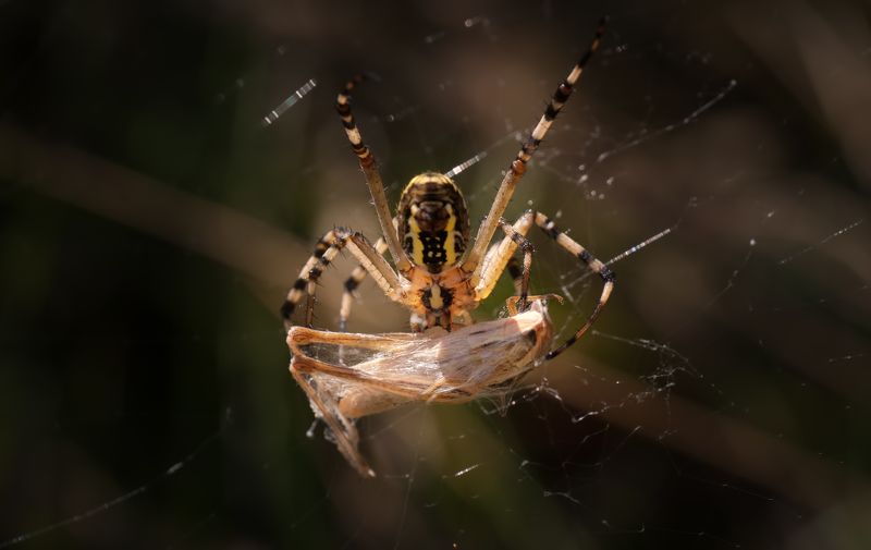 Паук-оса  ( агриопа брюнниха ) фото превью
