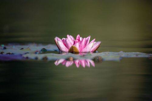 Pearl of the lake