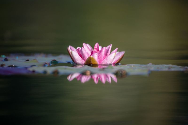 Pearl of the lake фото превью