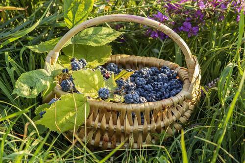Корзинка лесной ежевики на цветущем лугу