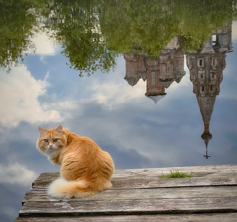 Всякое дыхание да хвалит Господа  фото превью