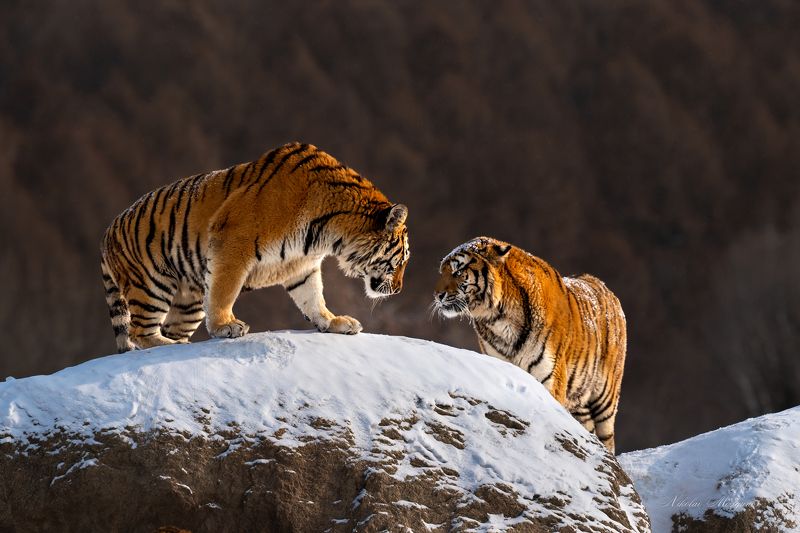 Кто первый моргнет... фото превью