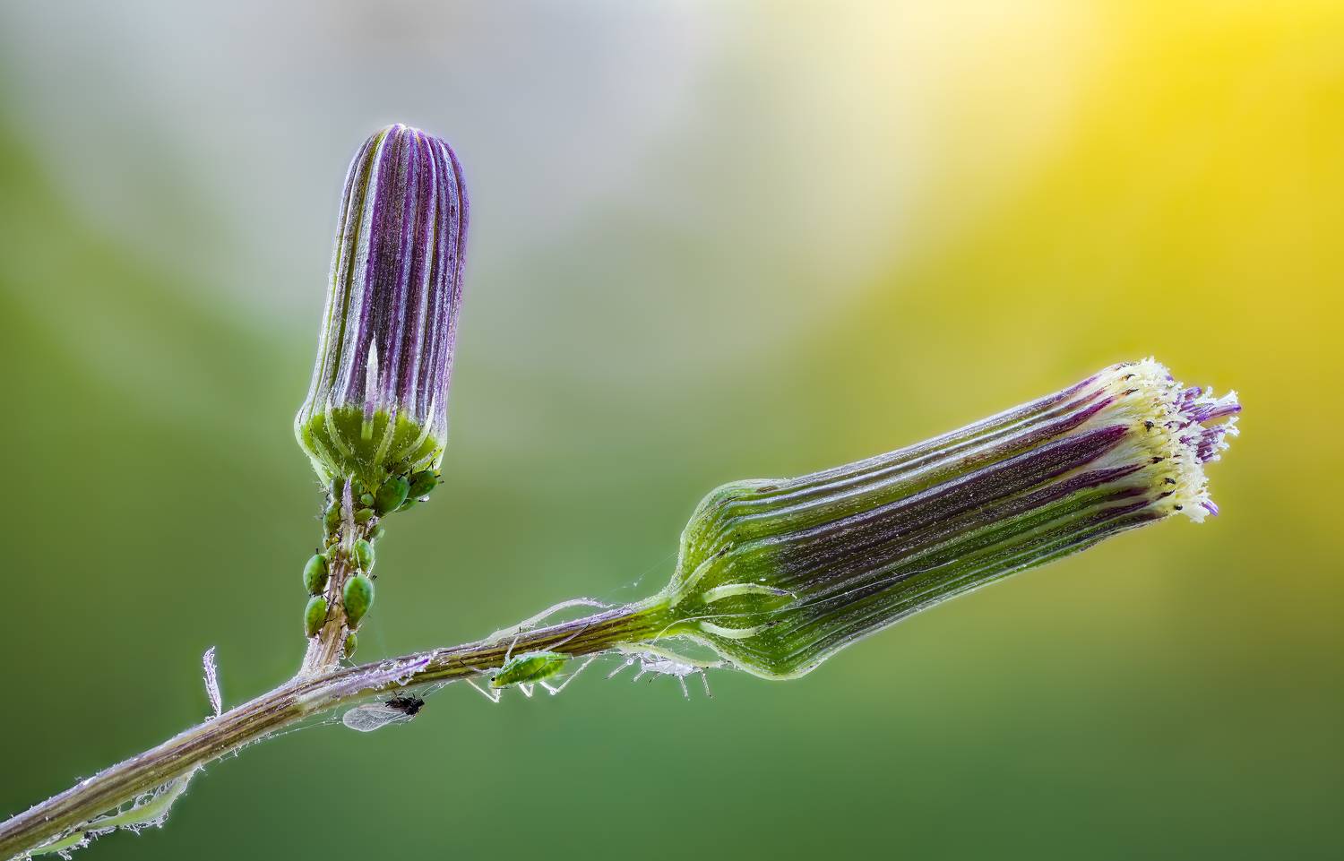 insect, spider, flower bugs, buds, ladybug, beetle, insect, flower, macro, bugs, ladybird,, Atul Saluja