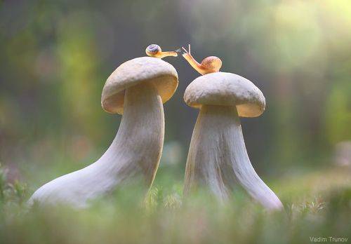 Свидание на крыше