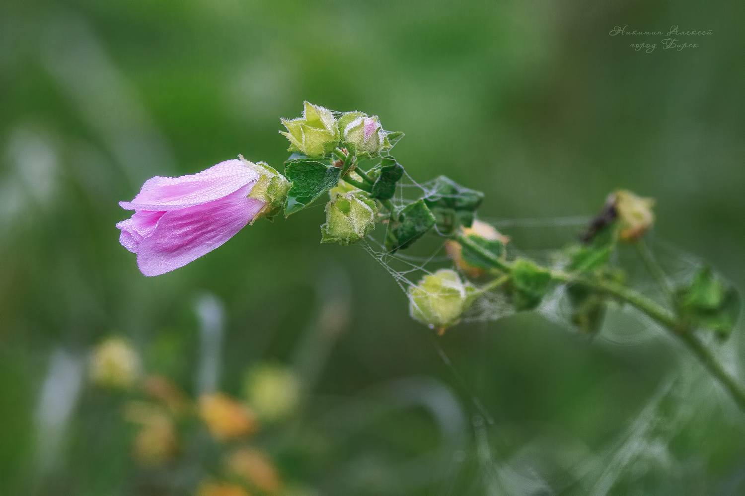 , Никитин Алексей