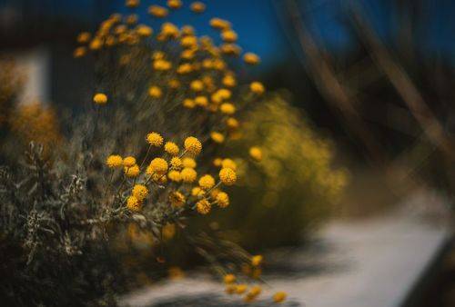 Брызги июльского солнца.